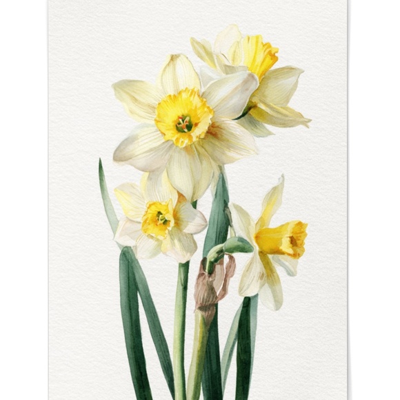 Watercolor Daffodils Flowers Wall Art Illustration Print Poster Unframed - Picture 6 of 6